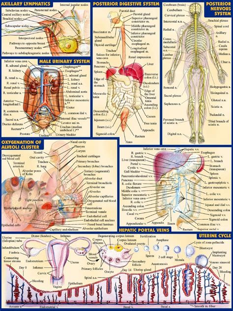 2019 Human Body Anatomical Chart Muscular System Campus Knowledge