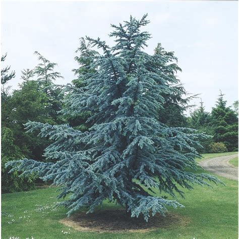 875 Gallon Blue Atlas Cedar Feature Tree L4673 At