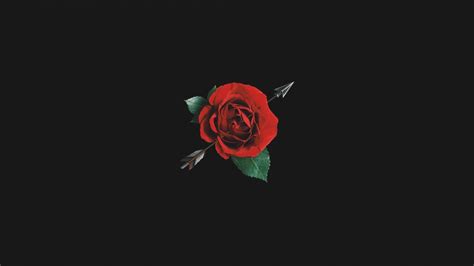 Free Download Dark Aesthetic Rose Blurry Rose Wallpaper 2200x3300 For