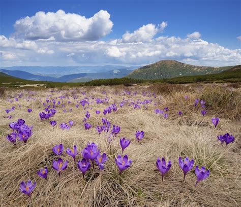 Premium Photo Spring Flowers In The Mountains
