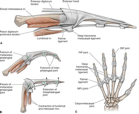 Ligaments Of The Hand Anatomy