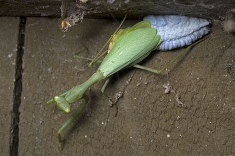 Praying Mantis Pregnancy The Fascinating Journey