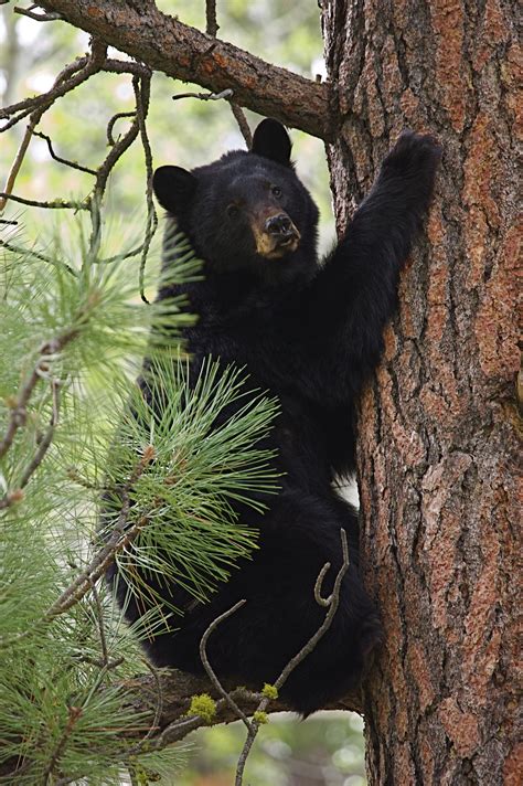 Tree Hugger Smokymountains Black Bear Bear Paintings American