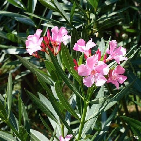 Oleanders (nerium oleander) are distinctive and beautiful, large, flowering shrubs that thrive with little care. Oleander 'Pink' — Green Acres Nursery & Supply