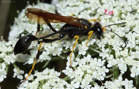 Mud Dauber Wasp Sceliphron North American Insects And Spiders