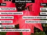 Red Sunset Maple Pros And Cons – World of Garden Plants in 2022 | Red ...