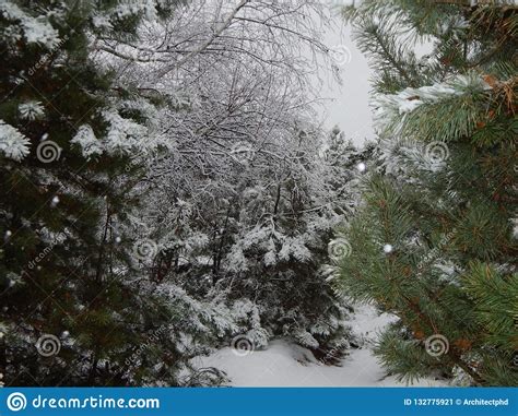 Textures Of Winter Snow Trees And Plants Stock Image Image Of Pine
