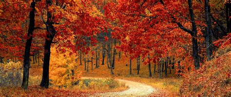Autumn Wallpaper 4k Red Leaves Forest Nature 1224
