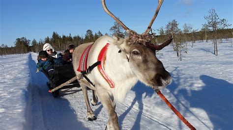 Reindeer Safari In Forest Of Lapland Visit Rovaniemi