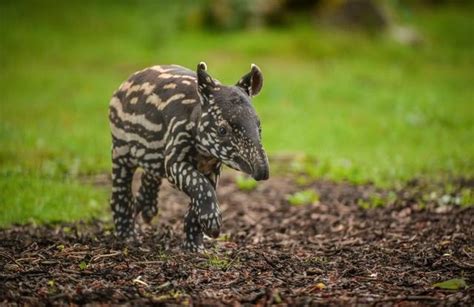 Adorable Baby Tapir Born At Chester Zoo