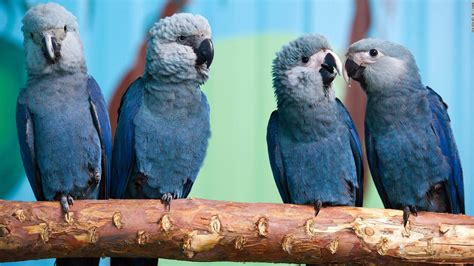 Blue Bird From Rio Movie Now Extinct In The Wild Cnn