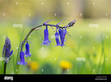 Hyacinthoides Non Scripta Bluebell Flower In An English Woodland Stock