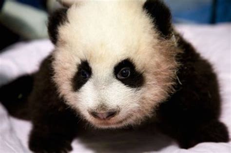 Zoo Atlantas Panda Cub Gets A Name Zooborns