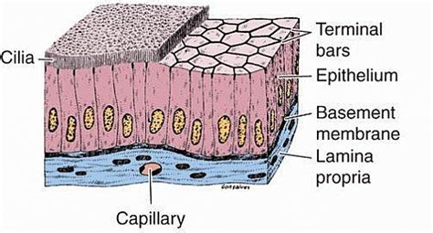 Simple Columnar Epithelium Function Structure Location And Simple Epithelial Tissue Slides