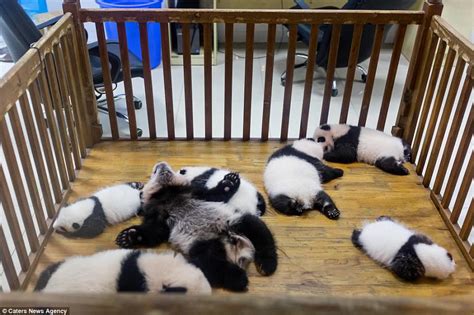 Baby Bears Zonk Out At A Panda Nursery In China Daily Mail Online