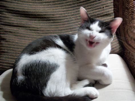 Cats Caught Mid Sneeze Make The Funniest Faces