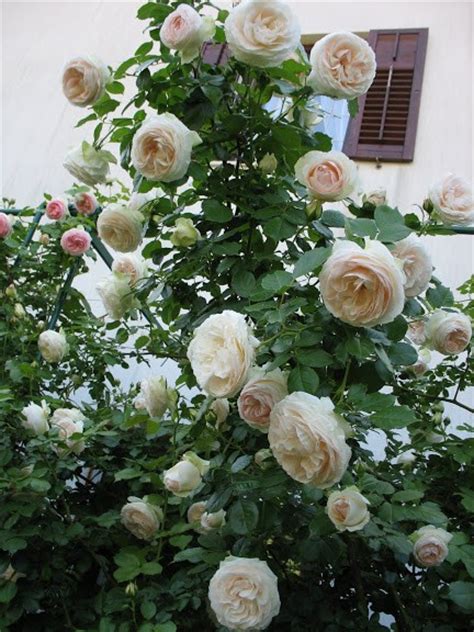 White Eden Climber Rose Meiviowit Own Root Plant Ebay