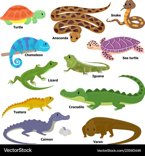 Reptile Animal Reptilian Character Lizard Vector Image