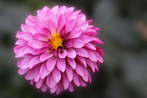 Dalia Características Cuidados Cultivo Flor Planta