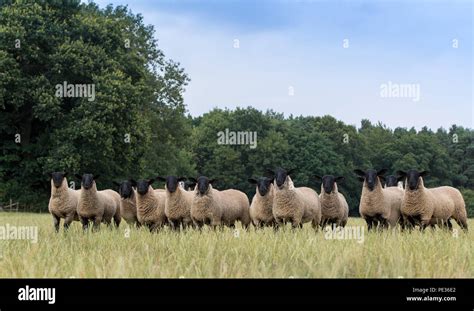 Flock Of Lambs Newly Weaned Sired By A Suffolk Ram Warwickshire Uk