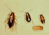 Cockroach Yellow Images