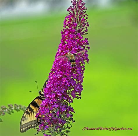 Buddleja Buzz Butterfly Bush Has All The Pollinators Buzzing