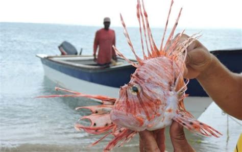 Cambio Climático Afectaría Pesca En Yucatán Desde El Balcon