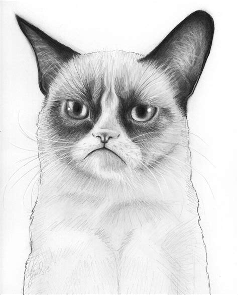 Drawings Of Cats Realistic Cat Meme Stock Pictures And Photos