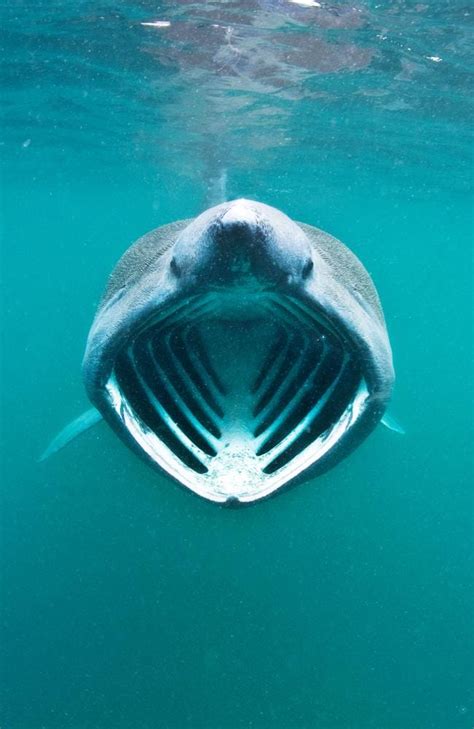 It was a policy pushed in western australia under the state's previous government and has. Rare giant basking shark tracked by satellites after ...