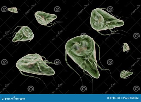 Giardia Lamblia Protozoan That Causes Giardiasis Disease D Rendering Illustration Stock