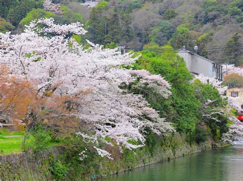 Sakura Tree With River Stock Photo Image Of Mount Japan 38181054