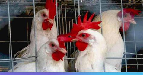 More than a dozen types of bird flu have been identified, including the two strains signs and symptoms of bird flu may begin within two to seven days of infection, depending on the type. Bird Flu Outbreak In Chhattisgarh Prompts Officials To ...