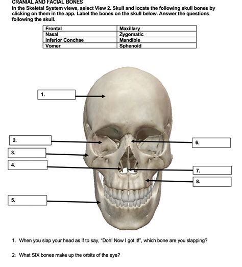 Solved Cranial And Facial Bones In The Skeletal System