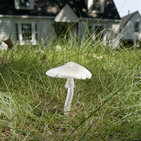 lawn mower's mushroom - My Chicago Botanic Garden