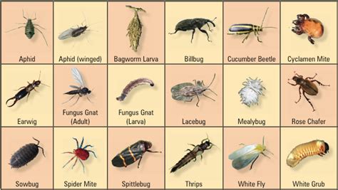 Why are bugs attracted to the warm and how can i keep my home free. BadBugs | Insect identification, Bug identification, House ...