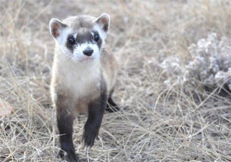 Black Footed Ferret Information You Must Know