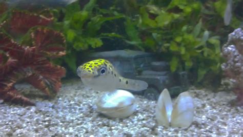 Photo 1 Peter My Green Spotted Puffer