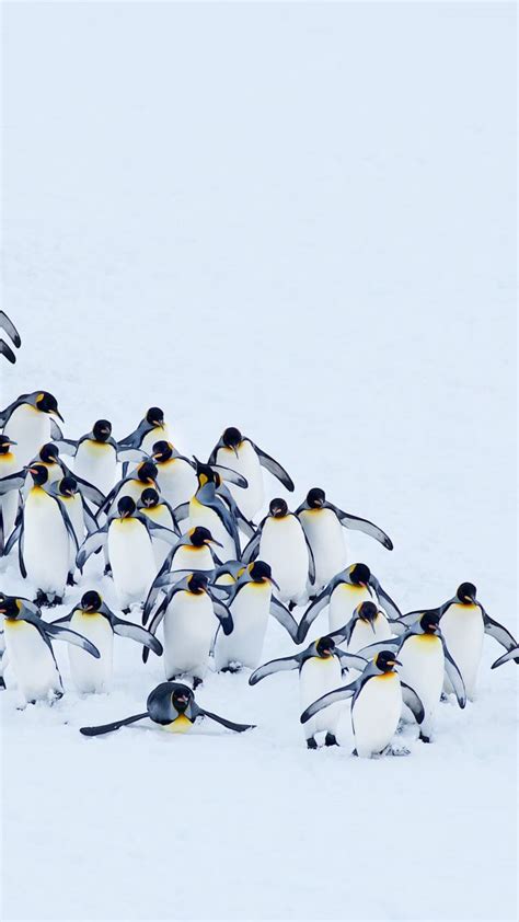Wallpaper Penguins Snow Winter 4k Animals 17398