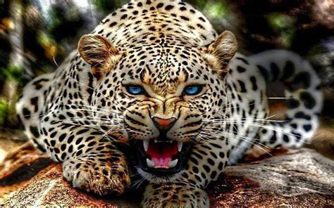 Blue Eyes Leopard Nice Photoshd Wallpapersimagespictures Wild Cats