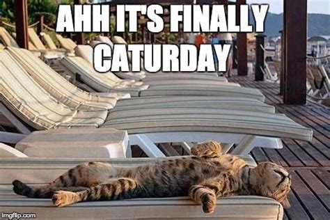 It's the day when we can sit back, relax and just have fun. It's Caturday! - I Can Has Cheezburger? - Funny Cats | Cat Meme | Cat Pictures