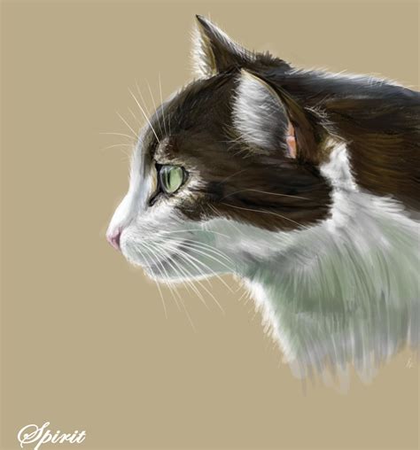 Cat Profile By Riverspirit456 On Deviantart