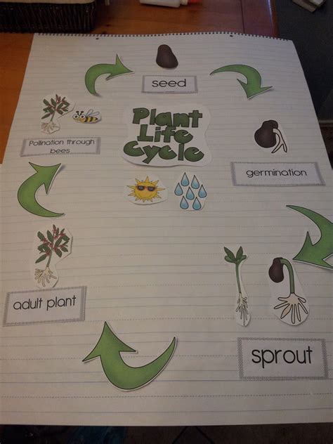 Plant Life Cycle Science Anchor Charts Kindergarten Anchor Charts