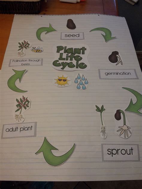 Life Cycle Activities For Kids Plants And Animals Artofit