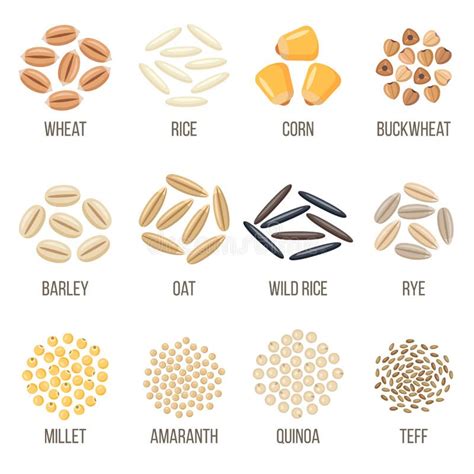 Different Types Of Grains Vector Illustration Stock Vector