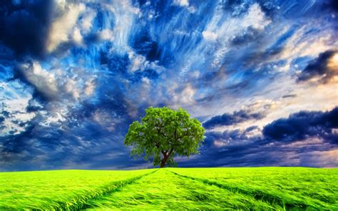 Amazing Sky Over Tree In Field Hd Wallpaper Background Image