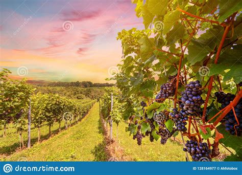 Sunset Over Vineyards With Red Wine Grapes In Late Summer Stock Image
