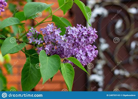 A Branch Of Delicate Lilac Hangs Down And Bloomed In May Stock Image