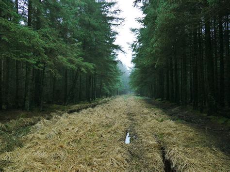 Forest Track Stainburn Moor © Stephen Craven Geograph Britain And