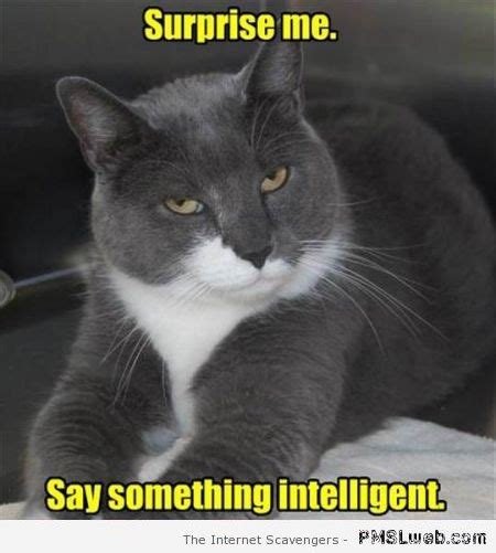 Sarcastic Cat Quotes Quotesgram