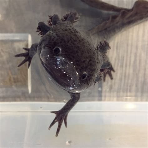 Axolotl Care Water Critters